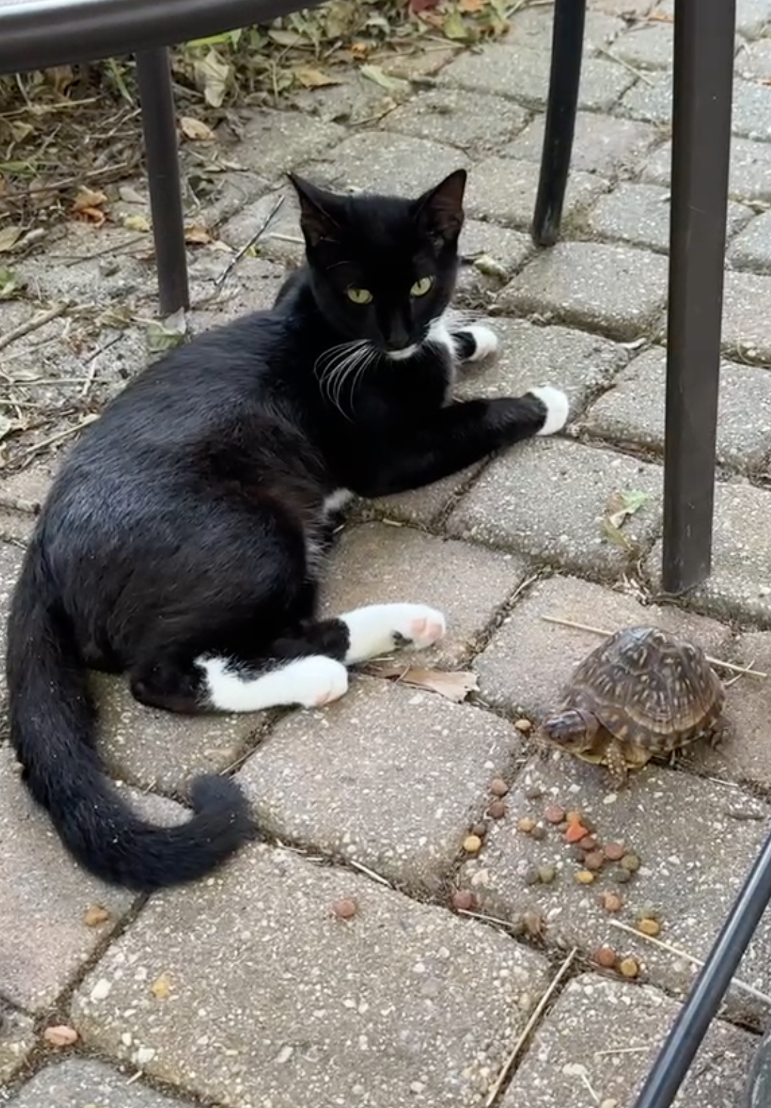 Boots the cat with Tommy the Turtle outside The Bean in June 2024. (Mandeville Daily)