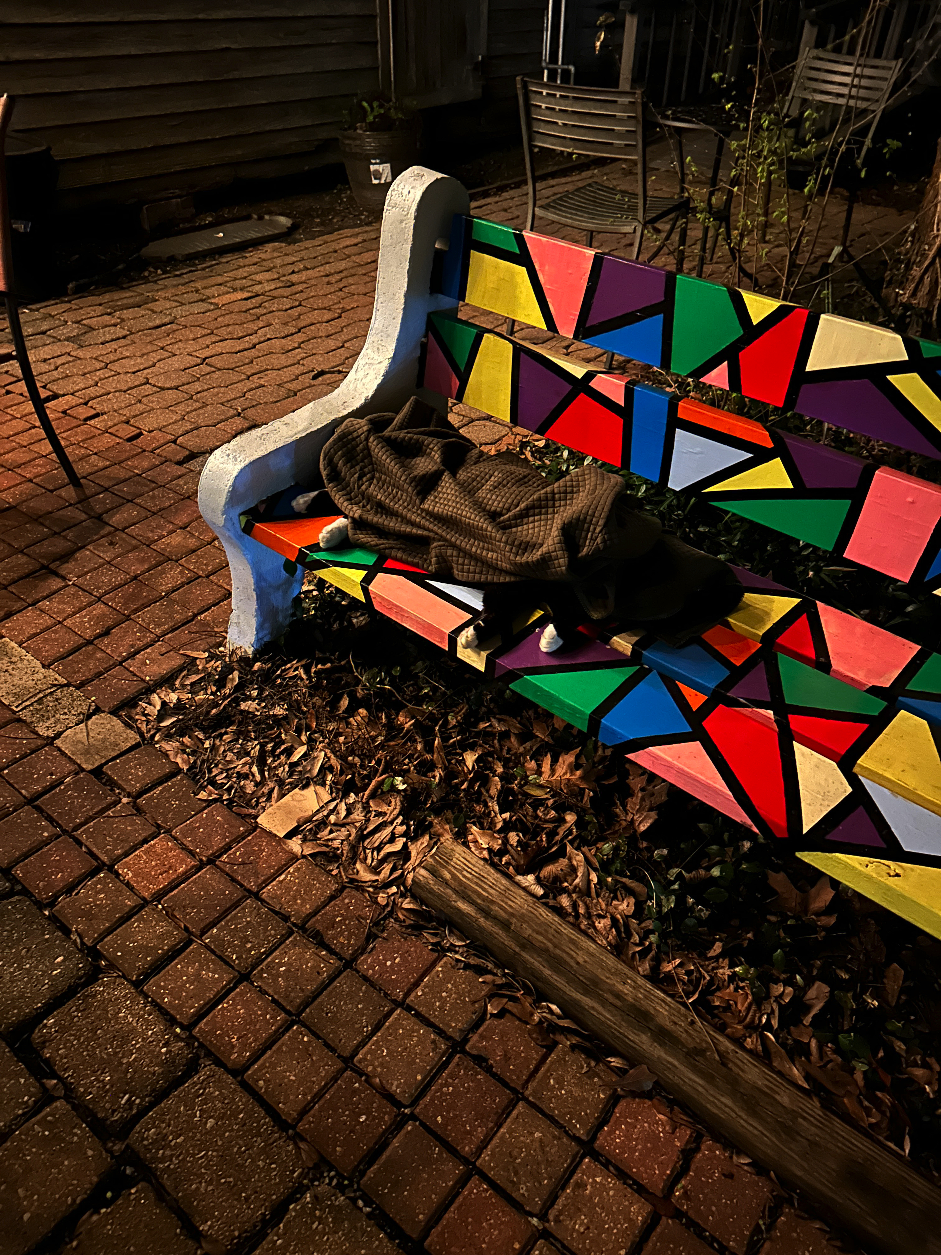 With all nine lives extinguished, Boots was temporarily moved out of the street where he was found in the pre-dawn hours. (Mandeville Daily)